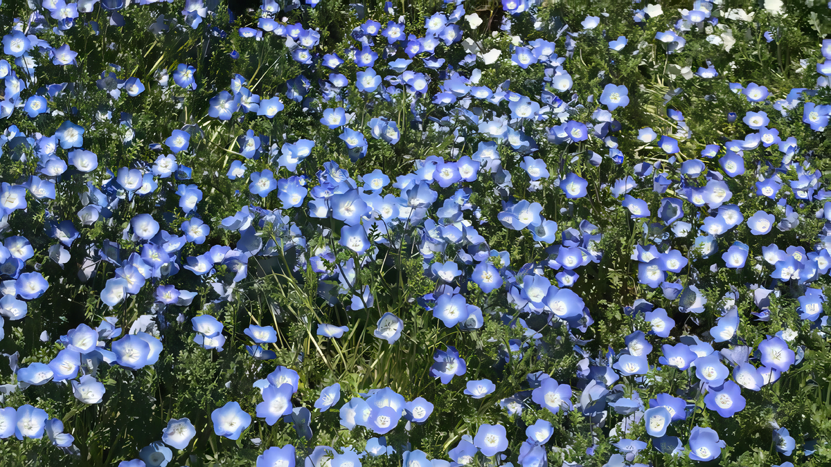 Немофила - Nemophila