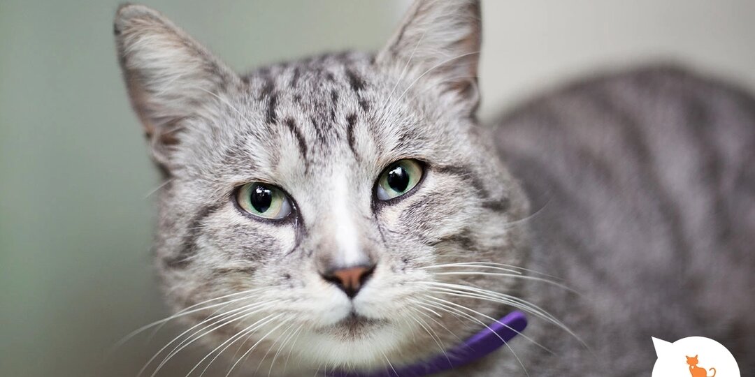 Мягкая нежность