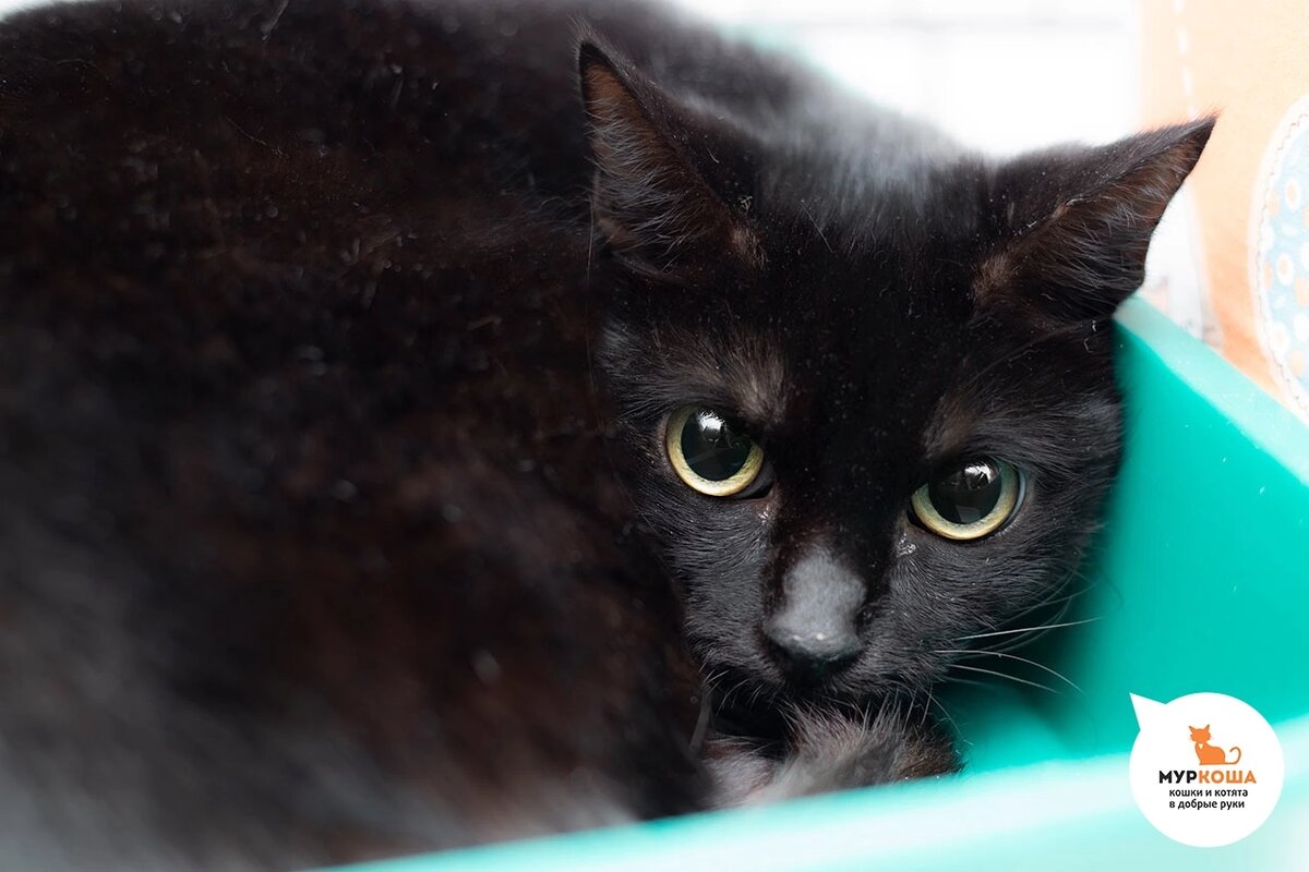 Венсдей приехала с передержки вместе с Филадельфией.