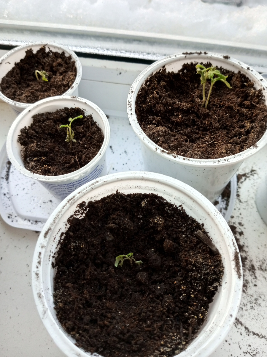 Это вообще балконные. Выжил один 21.01