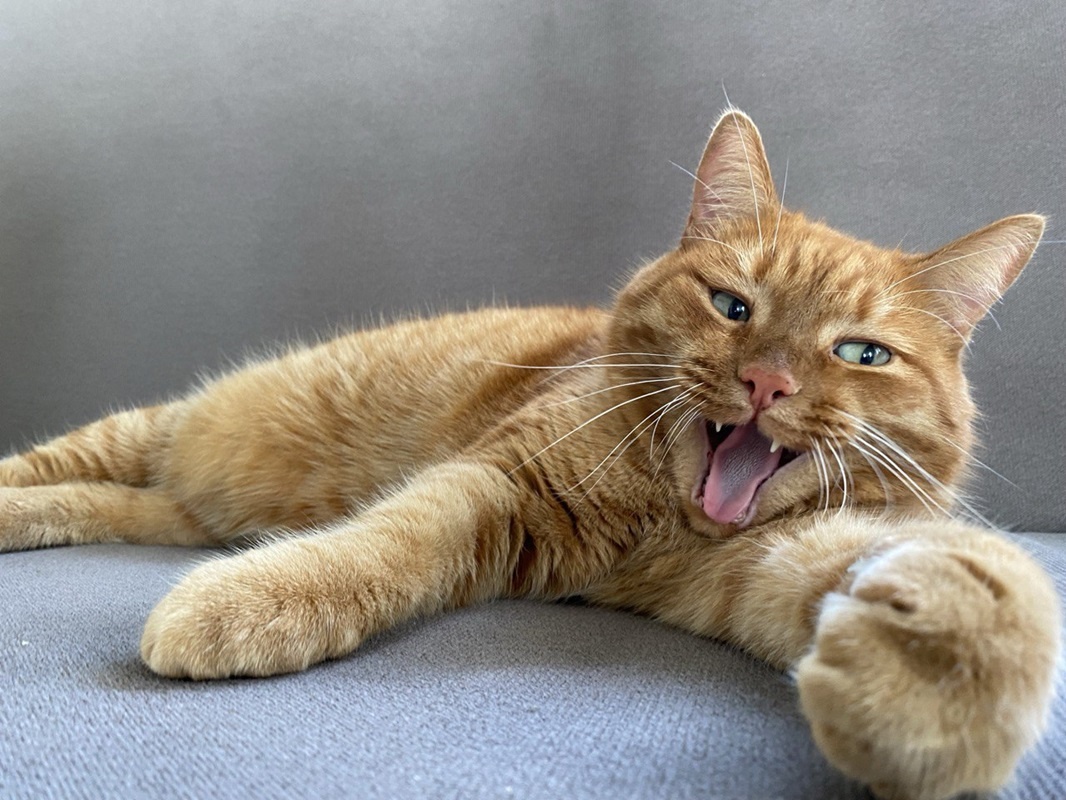    Сколько стоит завести кошку или собаку в Югре