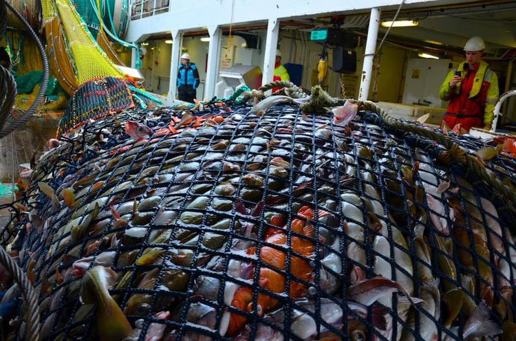 фото Павленко А.А.: Вылов трески в Баренцевом море