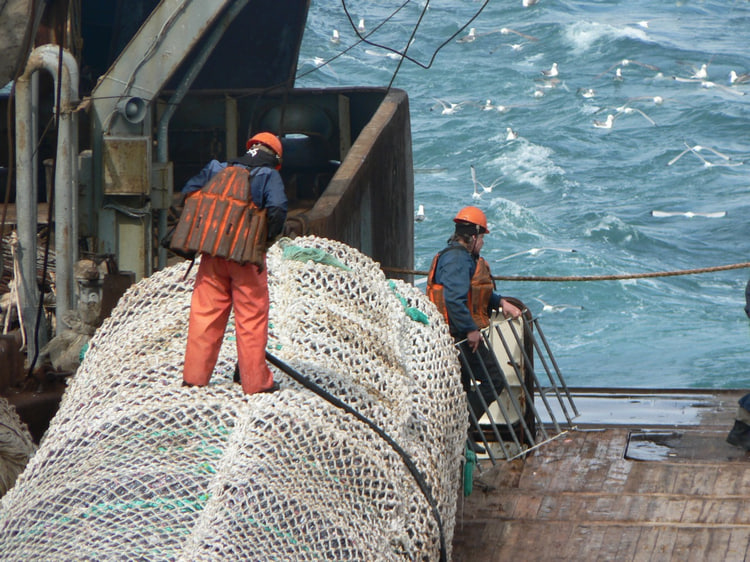 фото Павленко А.А.: Промышленный вылов дикой рыбы в Баренцевом море