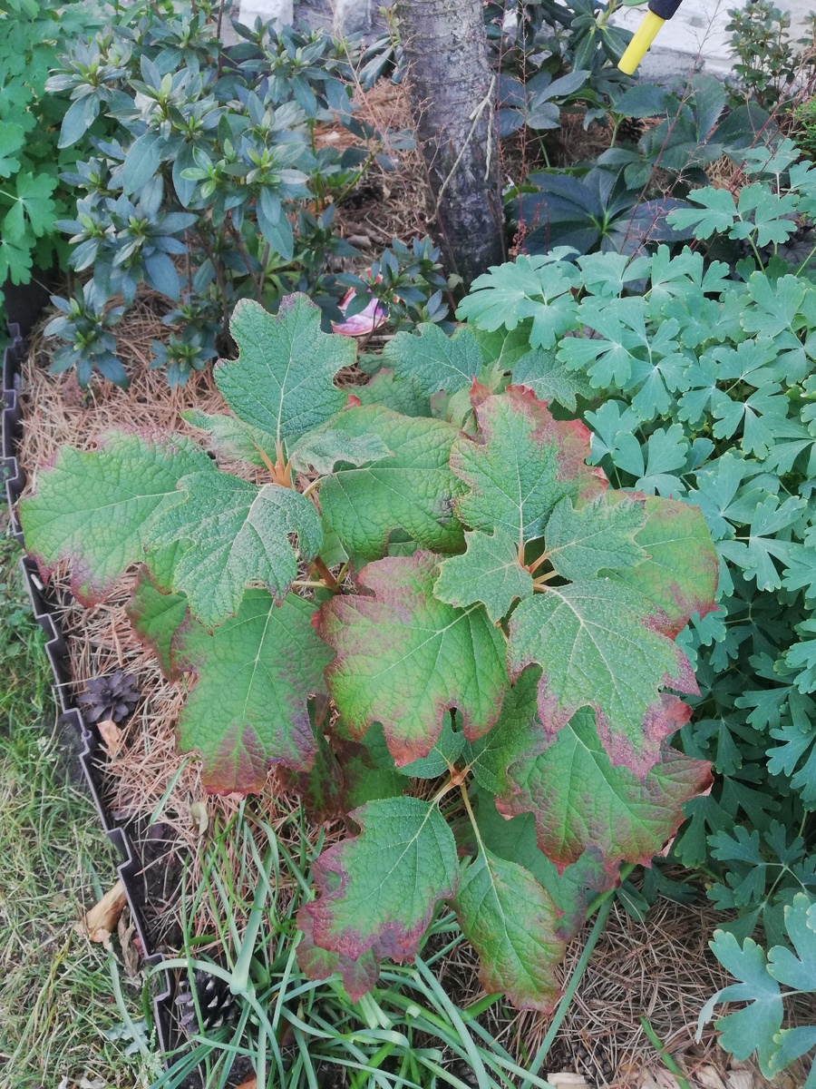 Вот, например, гортензия дуболистная. Что я могу про неё рассказать? Да пока ничего, кроме того, что она есть. Вот и не рассказываю. 