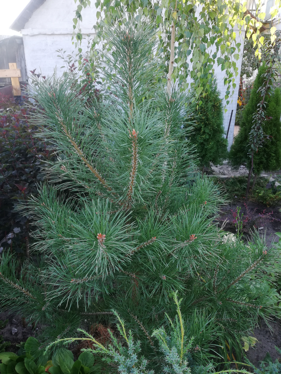 А это сосна обыкновенная видовая (pinus silvestris), тоже ходит в любимцах. 