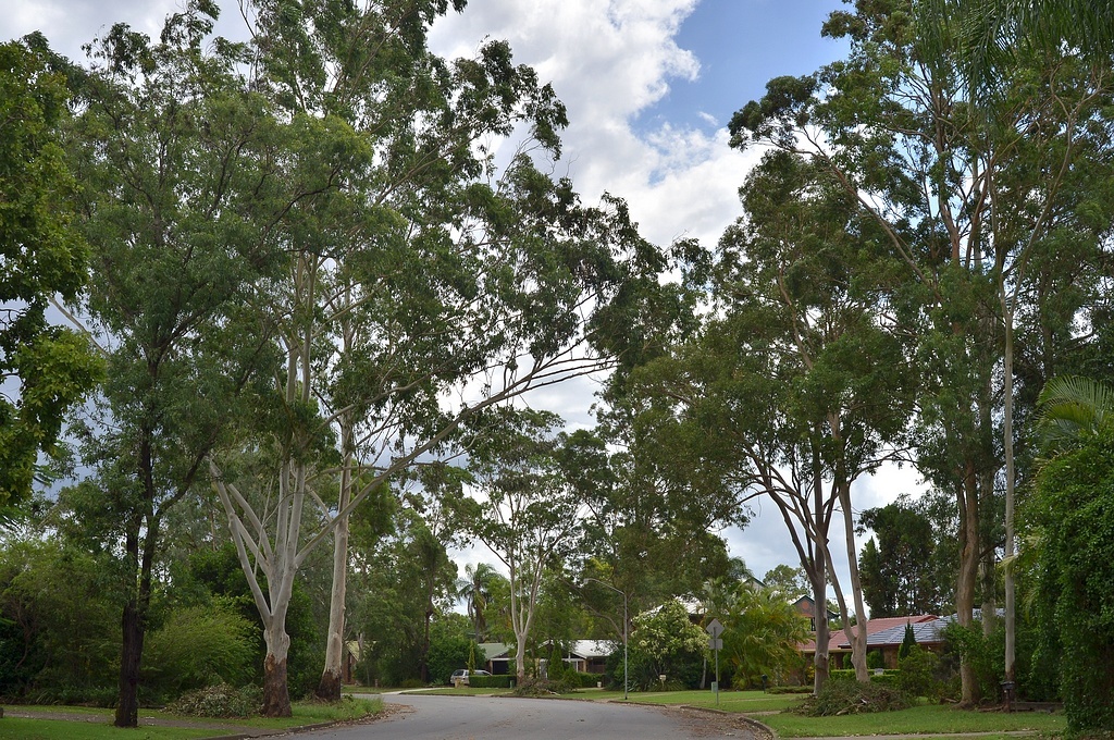 Тут эвкалипты без дождя, но район - наш :)