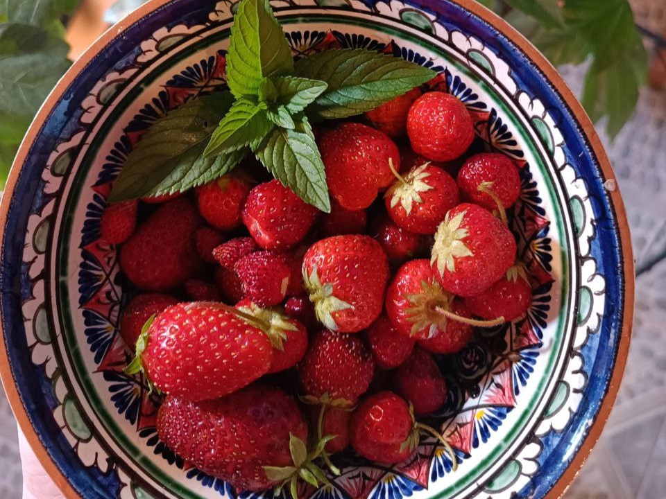 Саженцы, действительно, можно купить в питомнике, но если вы ищете уникальные сорта и гибриды, например, выведенные местной селекцией, то за рассаду стоит побороться 