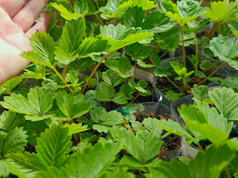 Землянику я ращу не первый год