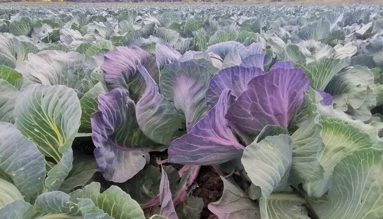    Когда полезно есть краснокочанную и белокочанную капусту