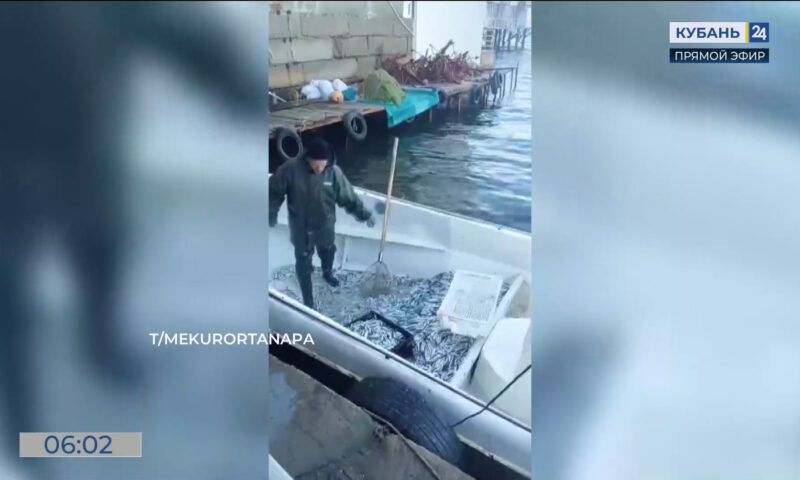   Видео канала «Кубань 24»