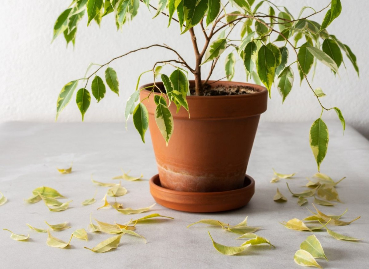 Почему фикус Бенджамина теряет листья осенью и зимой