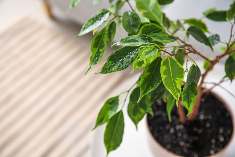 Декоративные листья фикуса Бенджамина чаще всего опадают осенью и зимой