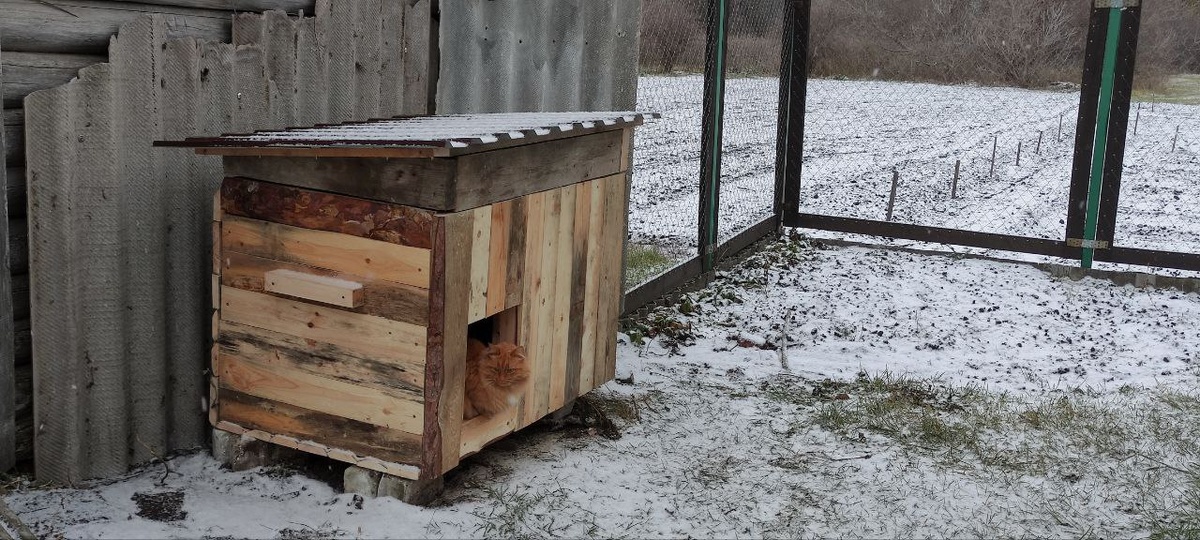 Новый дом освоил кот, пока не знает, кого в нем скоро поселят