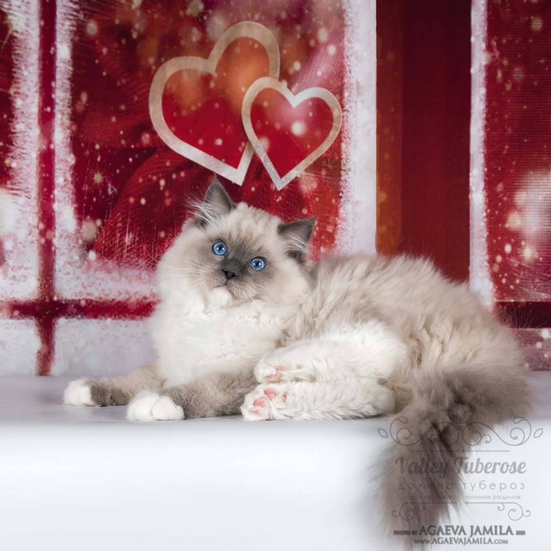 Рэгдолл окраса голубой миттед