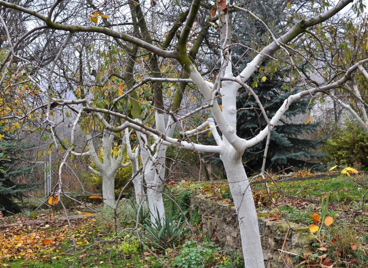 Какие деревья нужно белить на зиму? Это необходимая процедура?