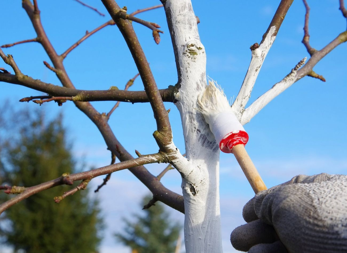 Побелка деревьев предотвращает опасные трещины коры.