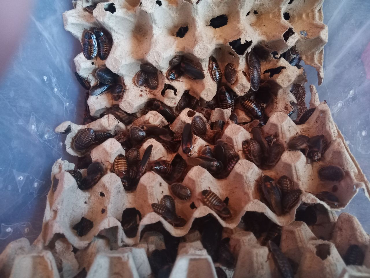 Большое скопление тараканов разных стадий.