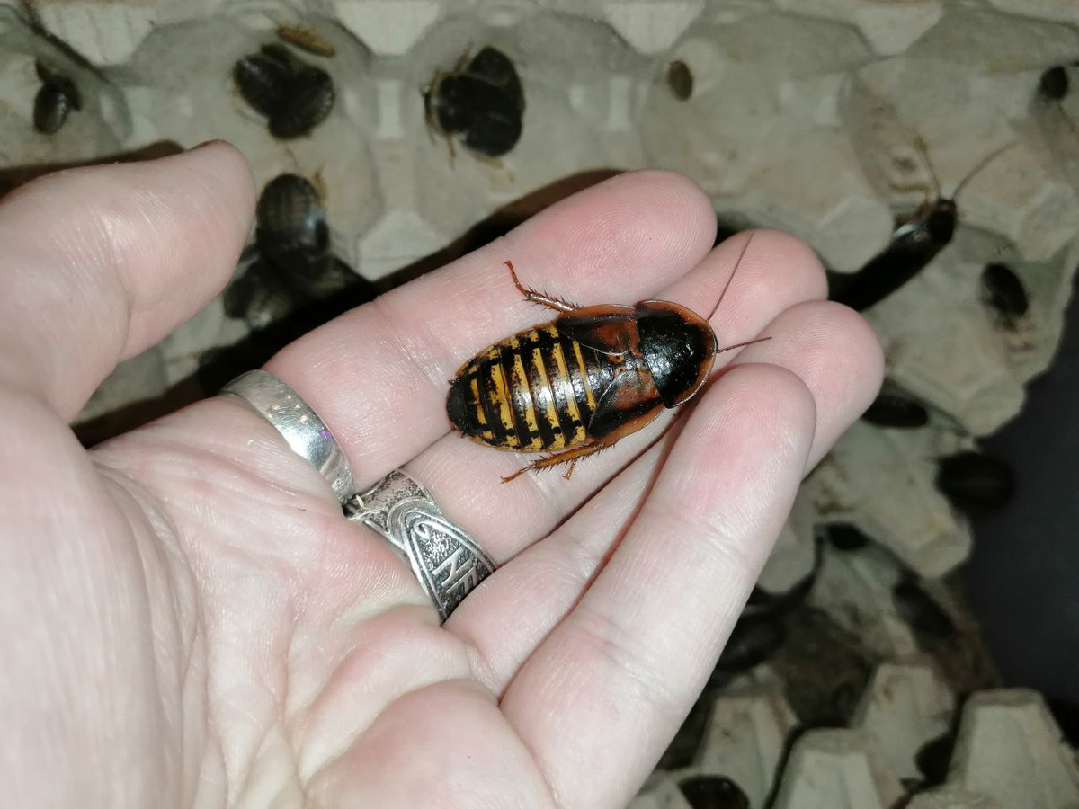 Имаго Самки 