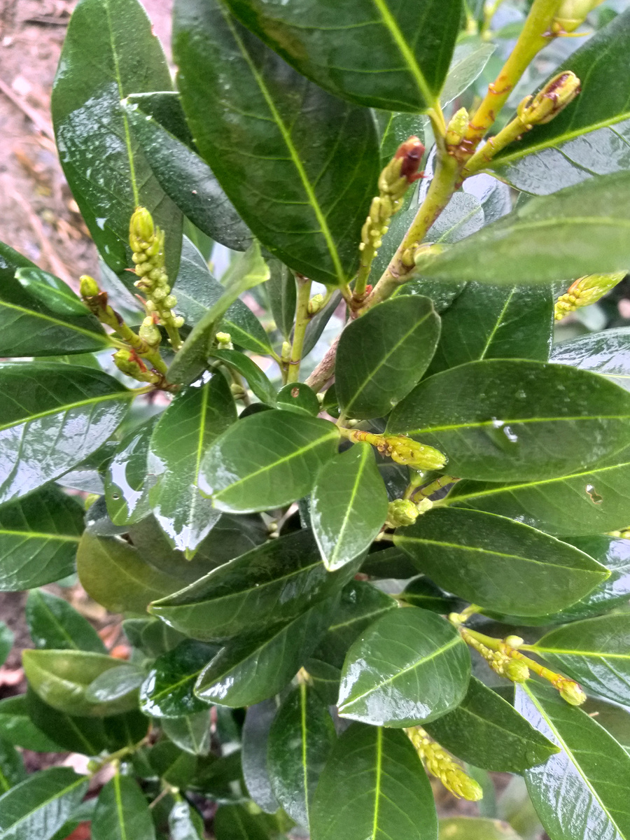 Лавровишня Титан подготавливает себя к цветению