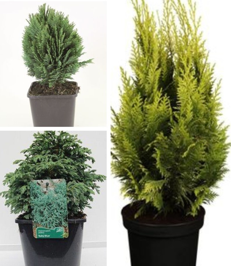 Из открытых источников.