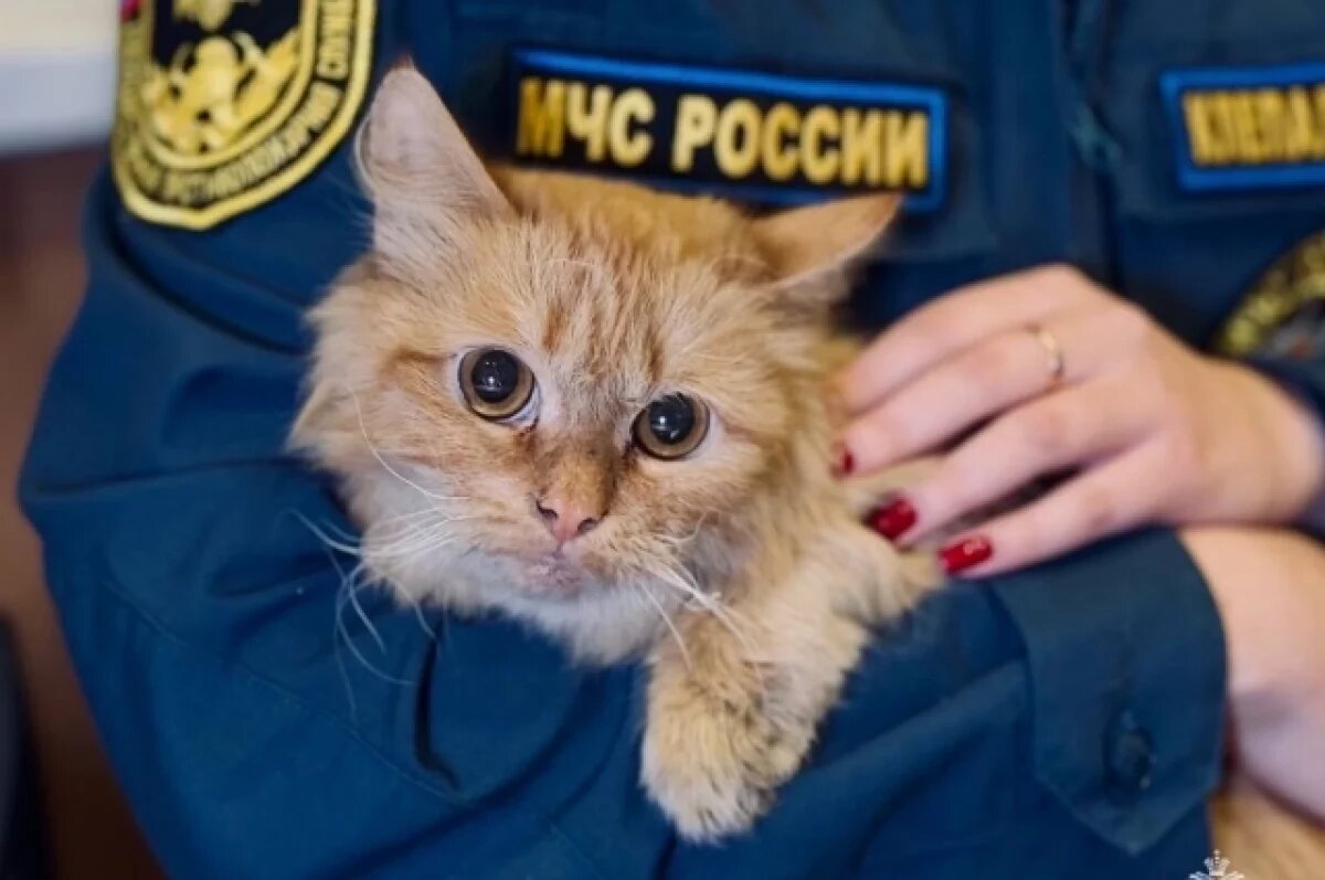    Сейчас одна из спасённых кошек находится под присмотром диспетчера.
