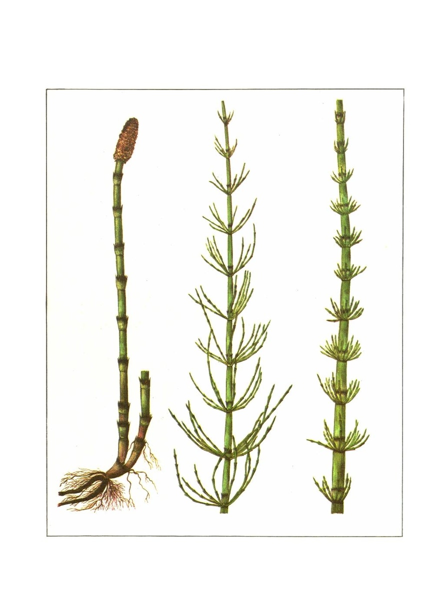 Хвощик - древнейшее растение на земле! 