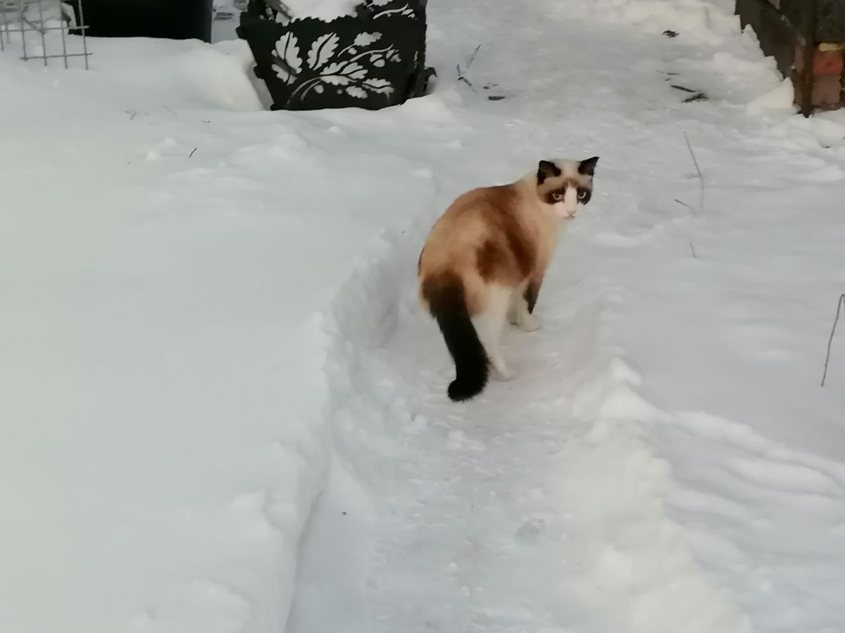 Мой кот Бутуз