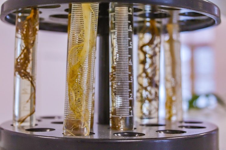    Устойчивую к церкоспорозу сою ищут в Дальневосточном ГАУ