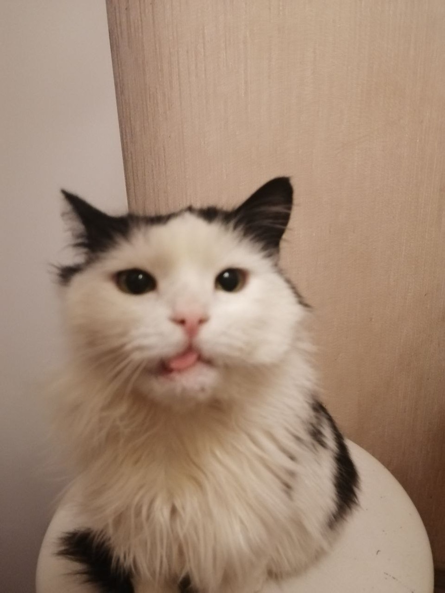 Вот такая стала Лиза. Сидит на своём месте на кухне.