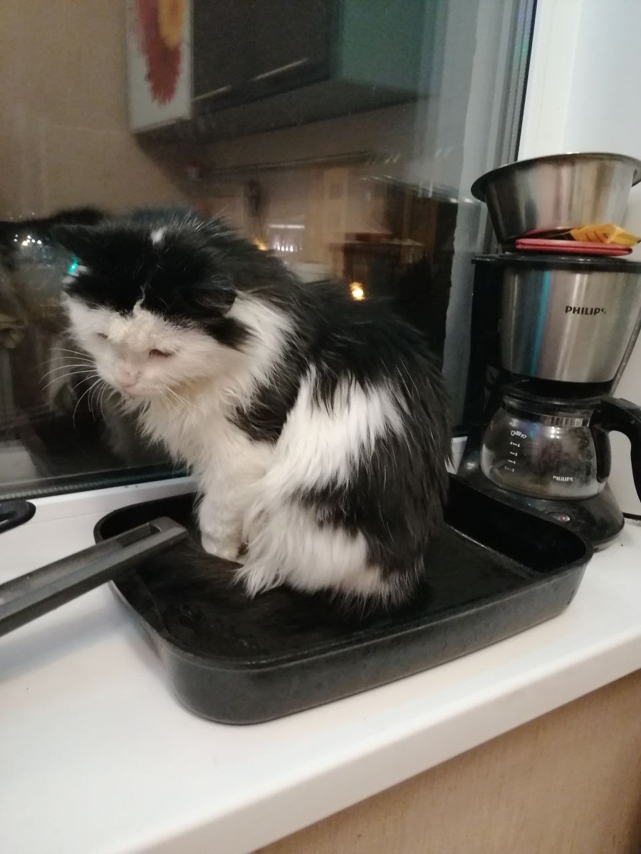 Вот так спряталась от собаки. Сама наблюдает.