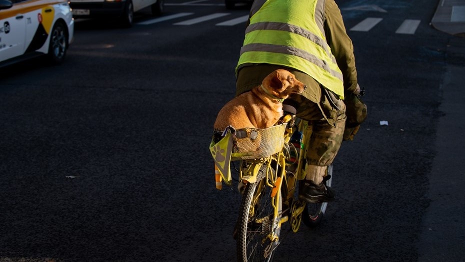    Велосипедист с собакой в центре Петербурга. Автор фото: Сергей Ермохин / "Деловой Петербург"