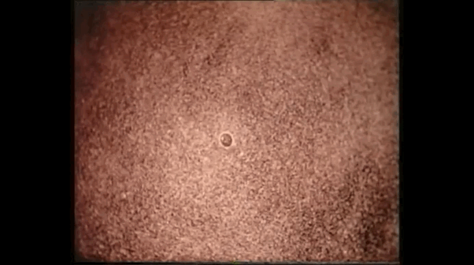 Эксперименты доктора Ханса Дженни. Под воздействием звука песок принимает четкие и строгие формы.