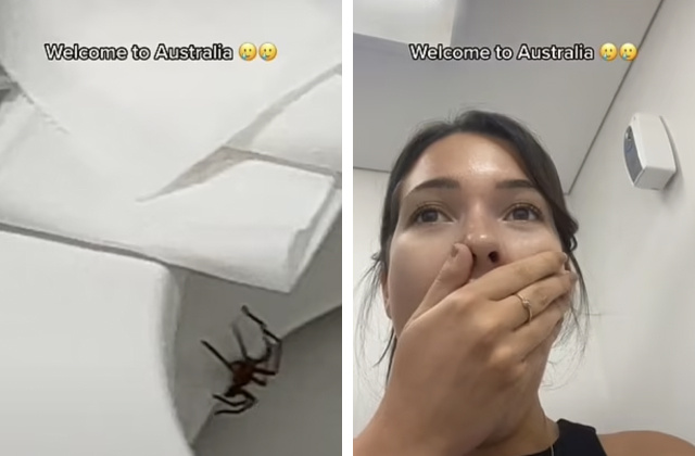 Модель и блогер Габриэлла Пиццато из Австралии обнаружила у себя в туалете огромного паука-охотника, выползающего из-под ободка унитаза. Фото с сайта https://moya-planeta.ru/