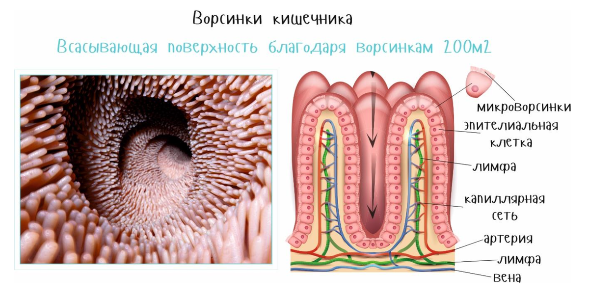 Материал для статьи взят из моей книги "Еда - как лекарство" в 2х томах.