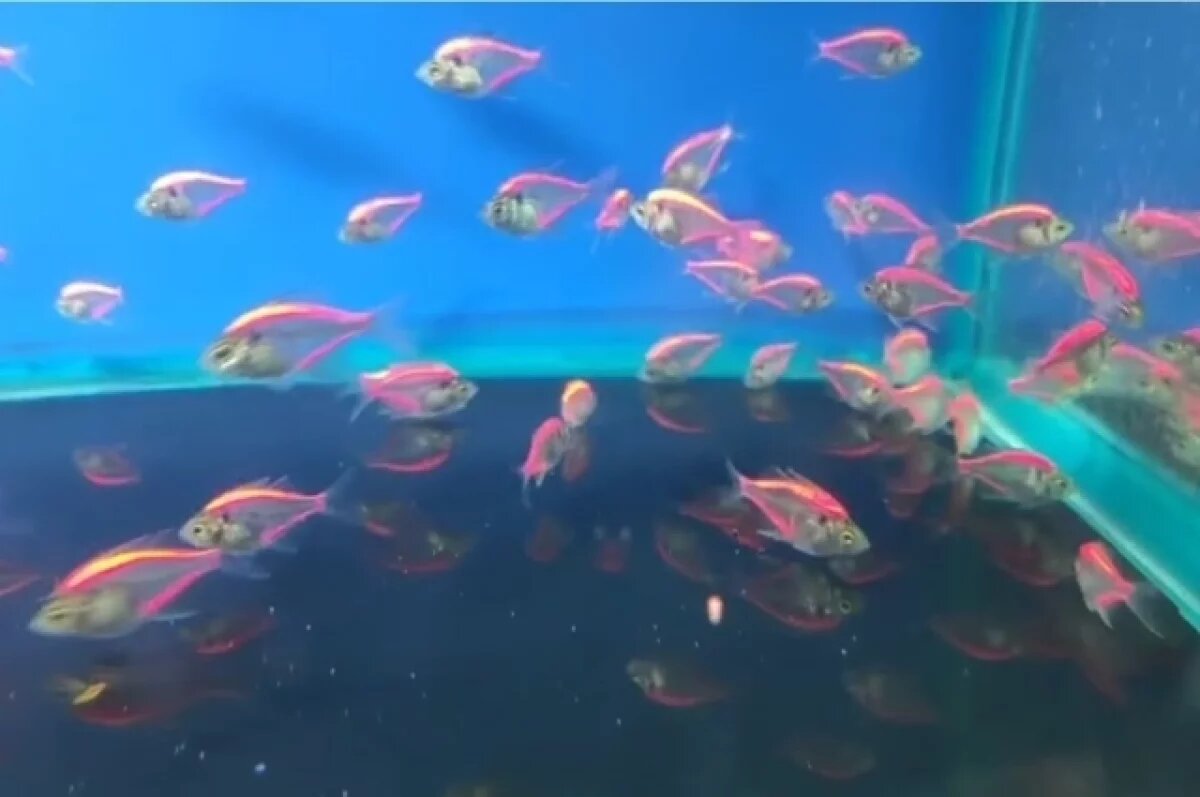    В Красноярск из Таиланда привезли почти 15 тысяч аквариумных рыбок