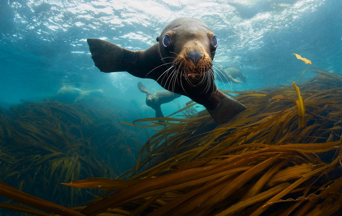 Остров Монерон. Щенки сивучей идут знакомиться. 