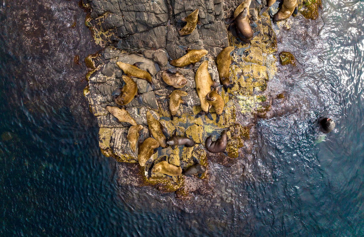 Остров Монерон. Участок лежбища. Фото Андрей Балта.