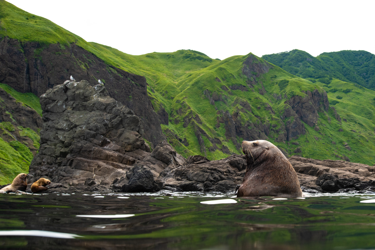 Остров Монерон. Секач отдыхает рядом со своим участком лежбища. Фото Андрей Балта.