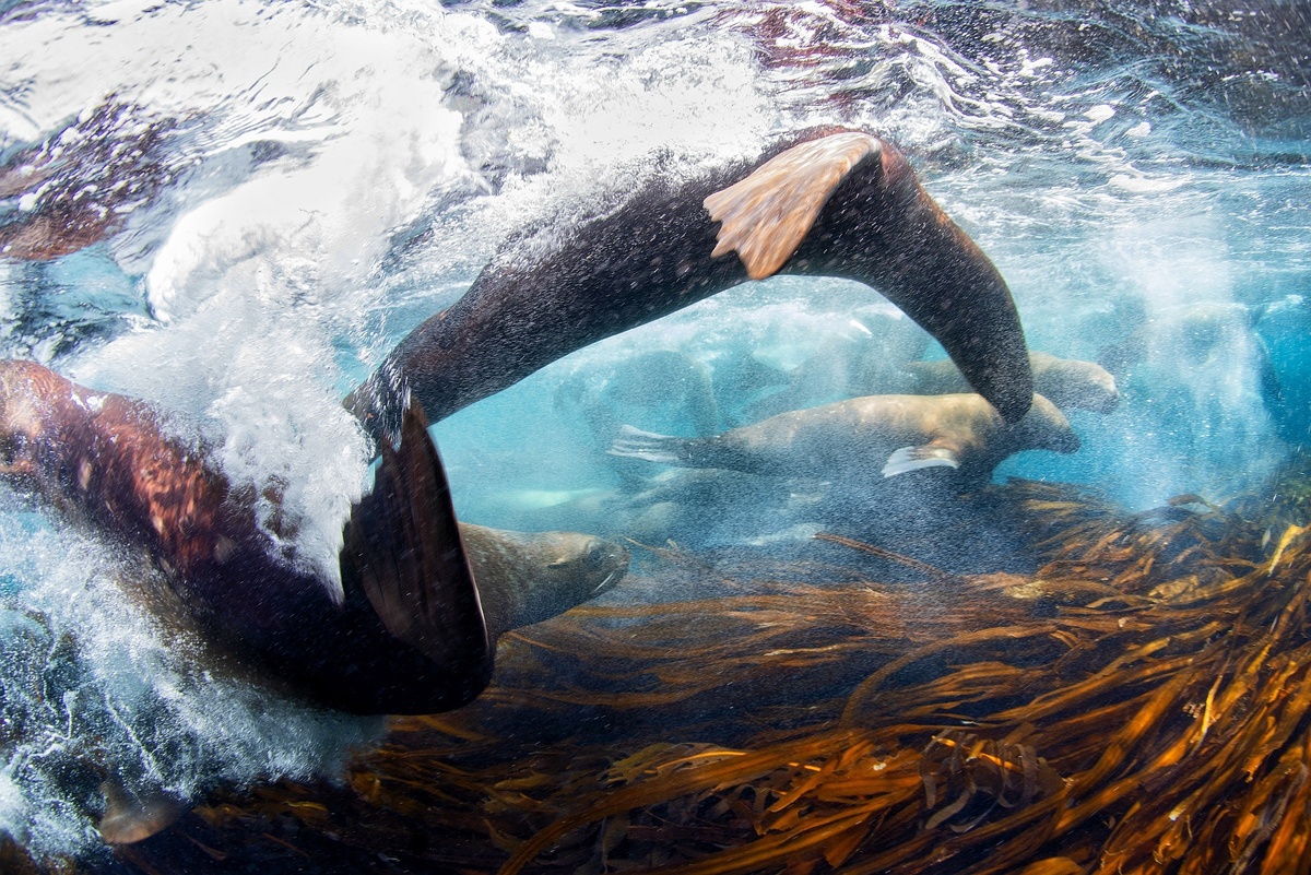 Остров Монерон. Сивучи демонстрируют свою потрясающую скорость.  