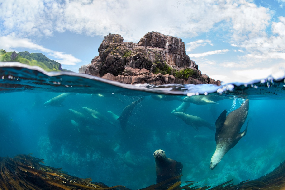 Когда ты ныряешь возле камней, где есть сивучи то почти всегда первое что ты увидишь это удивленные и заинтересованные взгляды. 