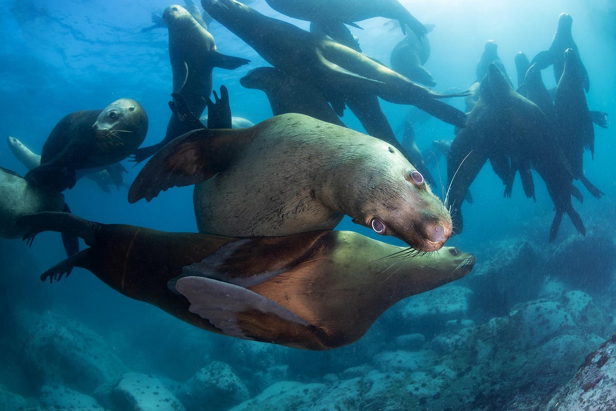 Взрослые сивучи чередуются за право первыми подплыть к людям. 
