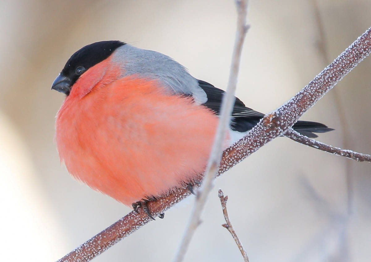 Вот он, маленький перелетный герой