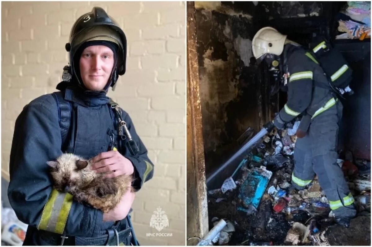    Нескольких кошек удалось спасти из горящей квартиры