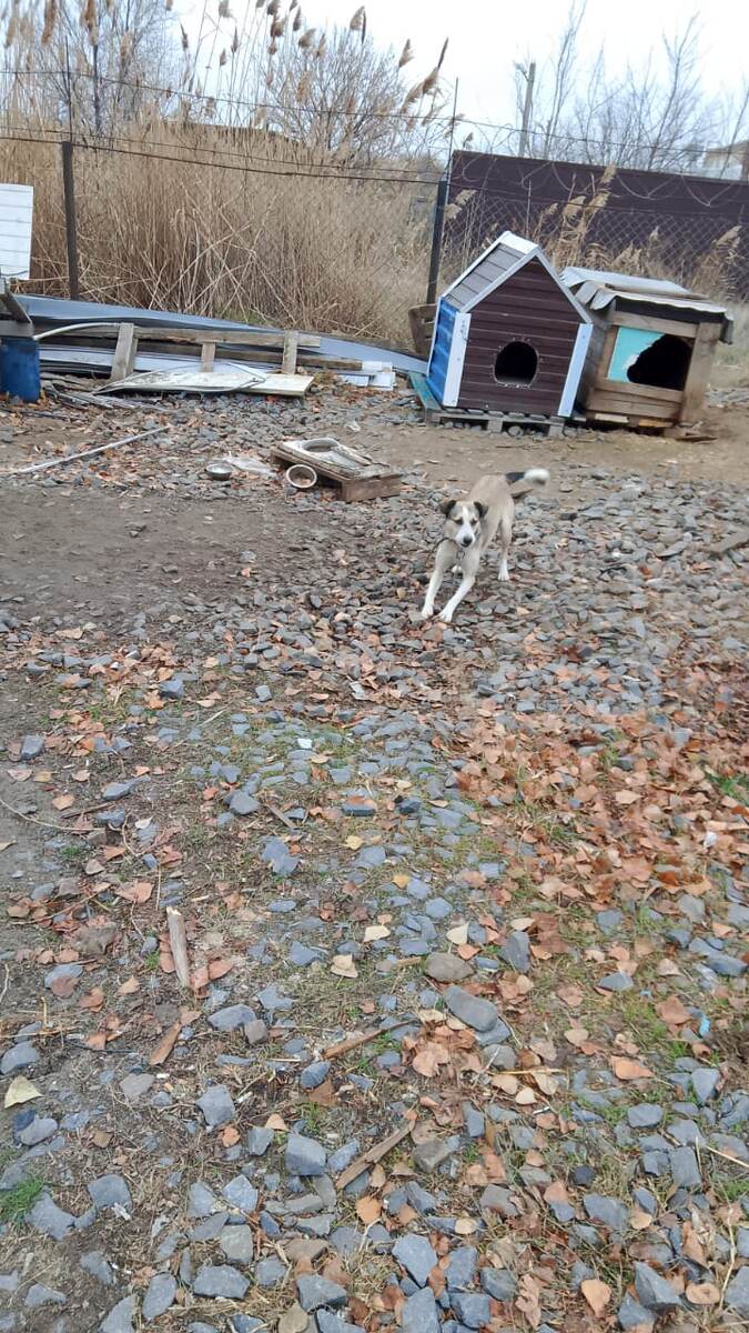 Это собачка сторож. Будем с ней дружить. 