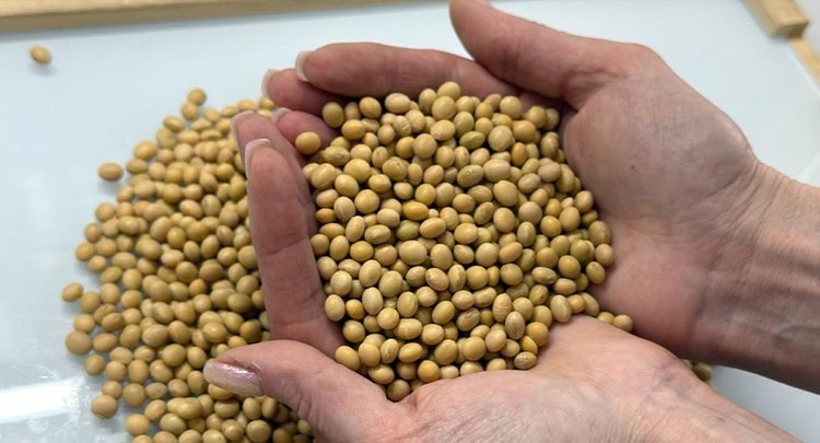    О качестве сои нового урожая 2024 сообщили специалисты в Курской области