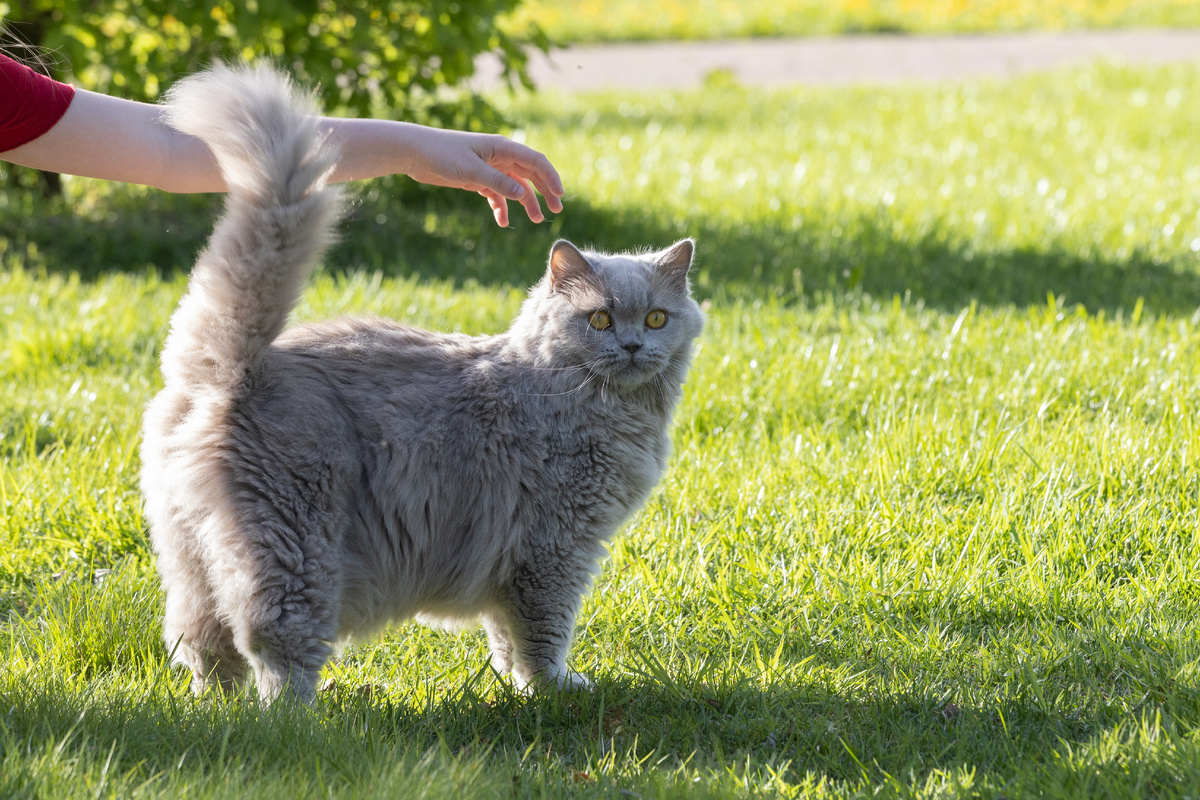 метку коты, как правило, стаят стоят с высоко поднятым хвостом