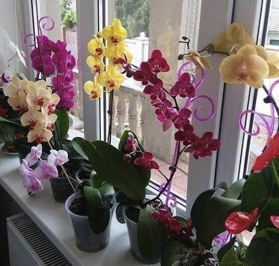 Комнатные цветы страдают от сухого воздуха в квартире