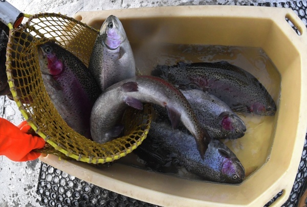 Фото: РИА Новости/Илья Наймушин