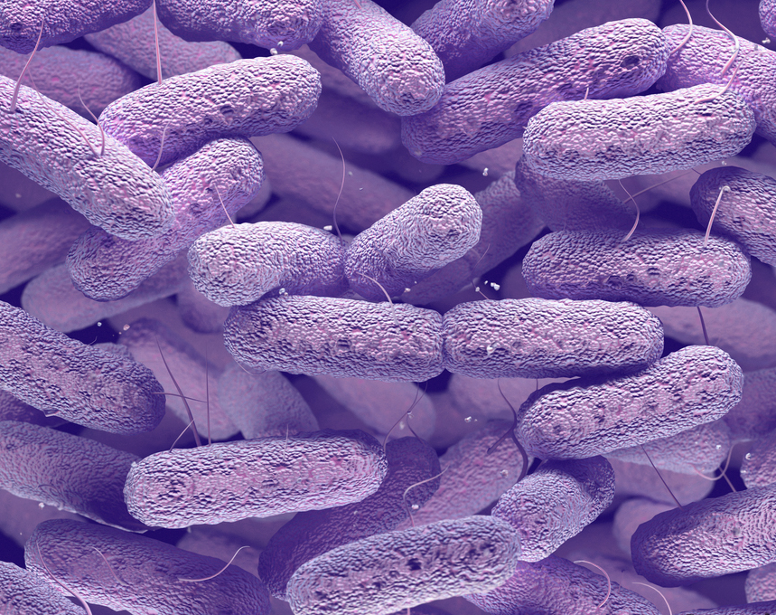 Бактерии рода Proteus под электронным микроскопом. Фото из интернета.