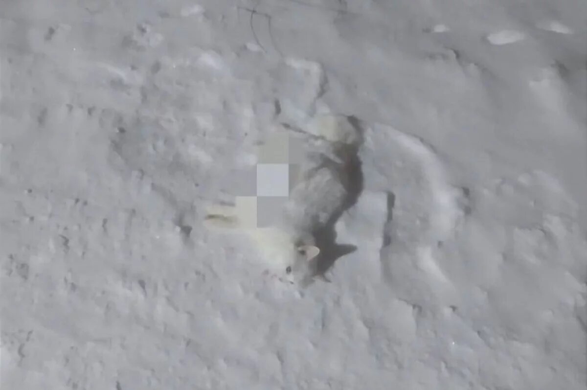    Томские полицейские выяснили, кто сбросил животных с 11 этажа